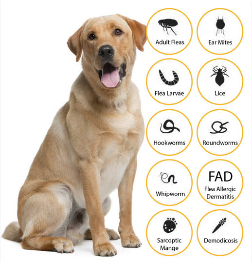 Advocate for dogs and puppies