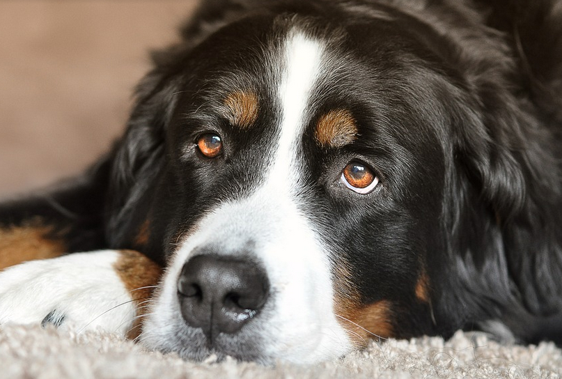 Sleepy Bernese Mountain Dog