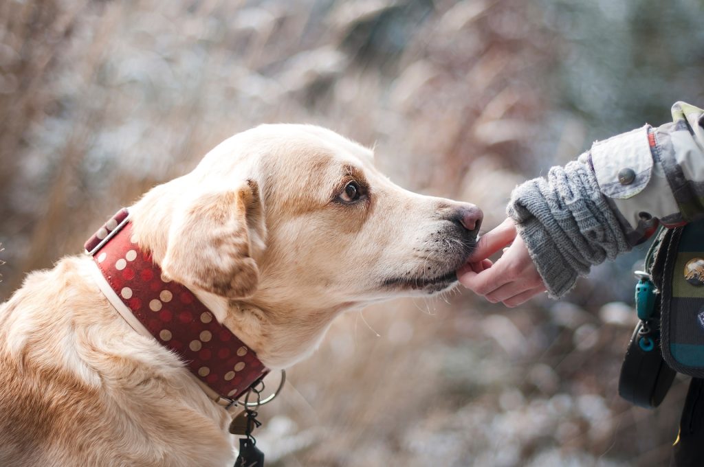 labrador being fed a treat by his owner