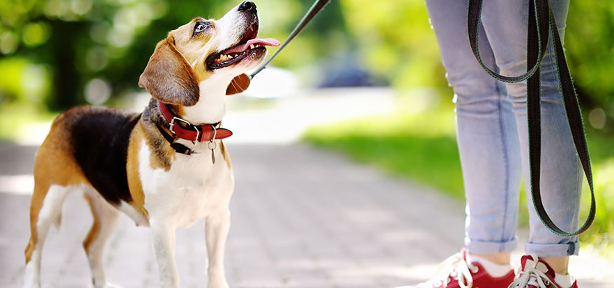 sweet beagle and owner