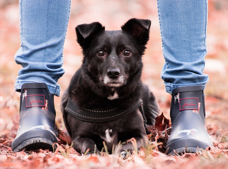 dog between owner's boots