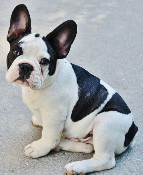pretty boy bulldog looking happy